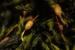 Racomitrium sudeticum