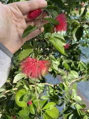 Calliandra tergemina emarginata