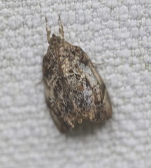 Crocidolomia suffusalis