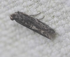 Sciota melanostyla