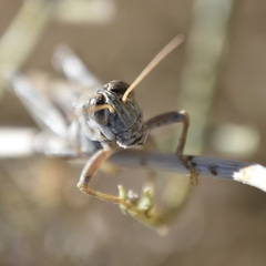 Melanoplus complanatipes