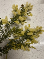 Acacia verticillata
