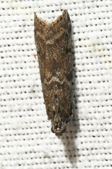 Pyla fusca