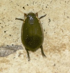 Cybister tripunctatus