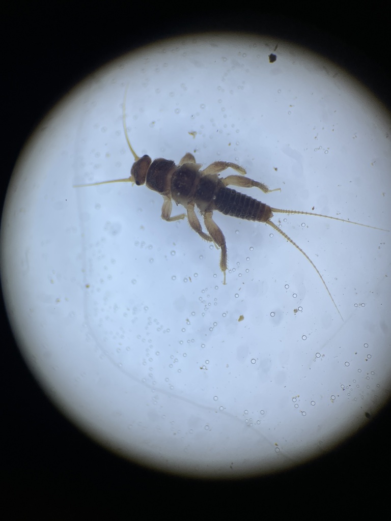 Valley Forestfly