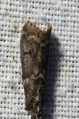 Pyla fusca