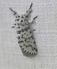 Kamalia australis