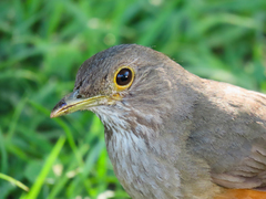 Turdus rufiventris