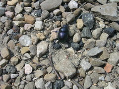 Trypocopris pyrenaeus cyanicolor