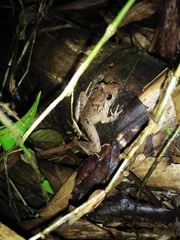 Limnonectes microdiscus