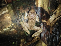 Limnonectes microdiscus