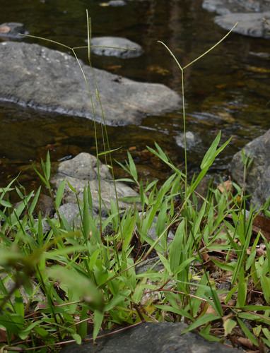 Paspalum conjugatum iNat (3)