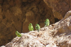 Psilopsiagon aurifrons