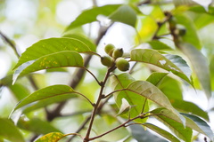 Lithocarpus glaber