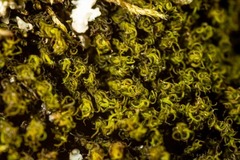 Hymenoloma crispulum