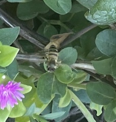 Apis mellifera