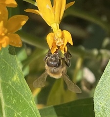 Apis mellifera