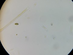 Cryptista