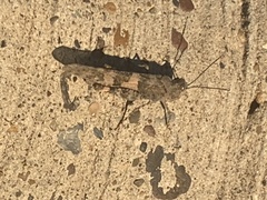 Trimerotropis pallidipennis