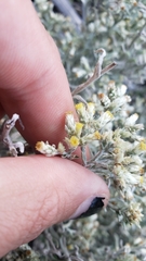 Pseudognaphalium thermale