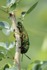 Sternocera aequisignata