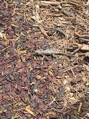 Sceloporus occidentalis