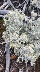 Pseudognaphalium thermale