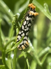 Moerarchis clathrata