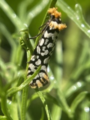 Moerarchis clathrata