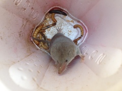 Notiosorex crawfordi