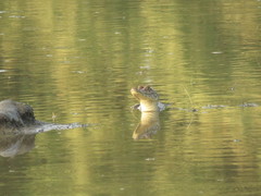 Caiman crocodilus chiapasius