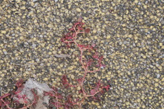 Euphorbia serpens