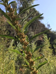 Datisca glomerata