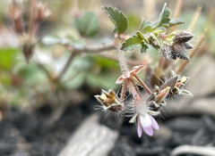 Pelargonium littorale
