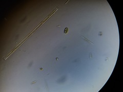 Cryptista