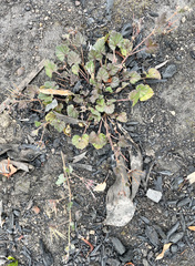 Pelargonium littorale