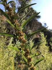 Datisca glomerata