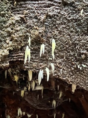 Mucronella bresadolae