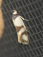 Antipterna trilicella