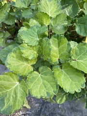 Polyscias balfouriana