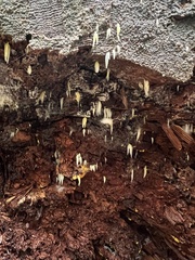 Mucronella bresadolae