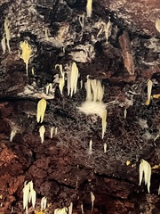 Mucronella bresadolae