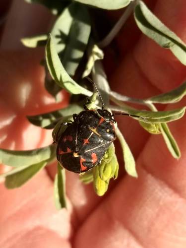 iNaturalist observation photo of Harlequin Bug
