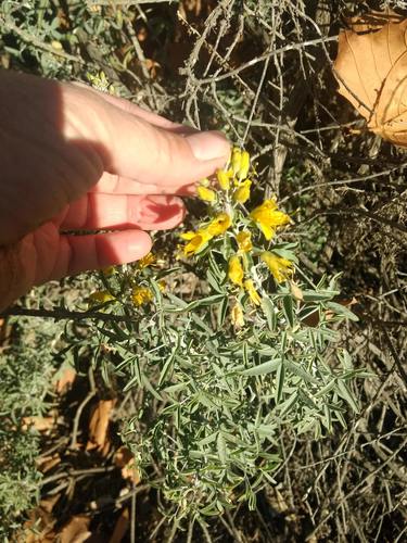 iNaturalist observation photo of Bladderpod