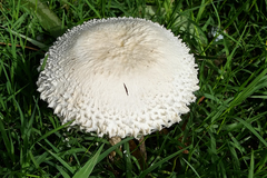 Amanita foetens