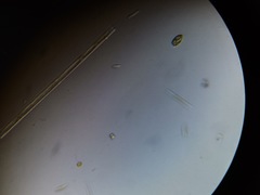 Cryptista