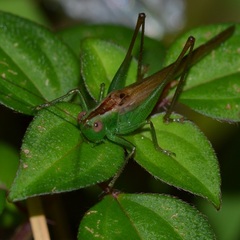 Conocephalus saltator