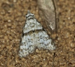 Nola euraphes