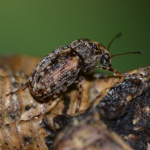 Araecerus fasciculatus observed 2021-11-27