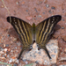 Marpesia chiron chiron - Photo (c) rick_costa, some rights reserved (CC BY-NC), uploaded by rick_costa